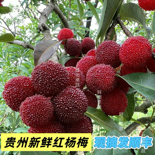 贵州现摘新鲜杨梅顺丰冷链水果