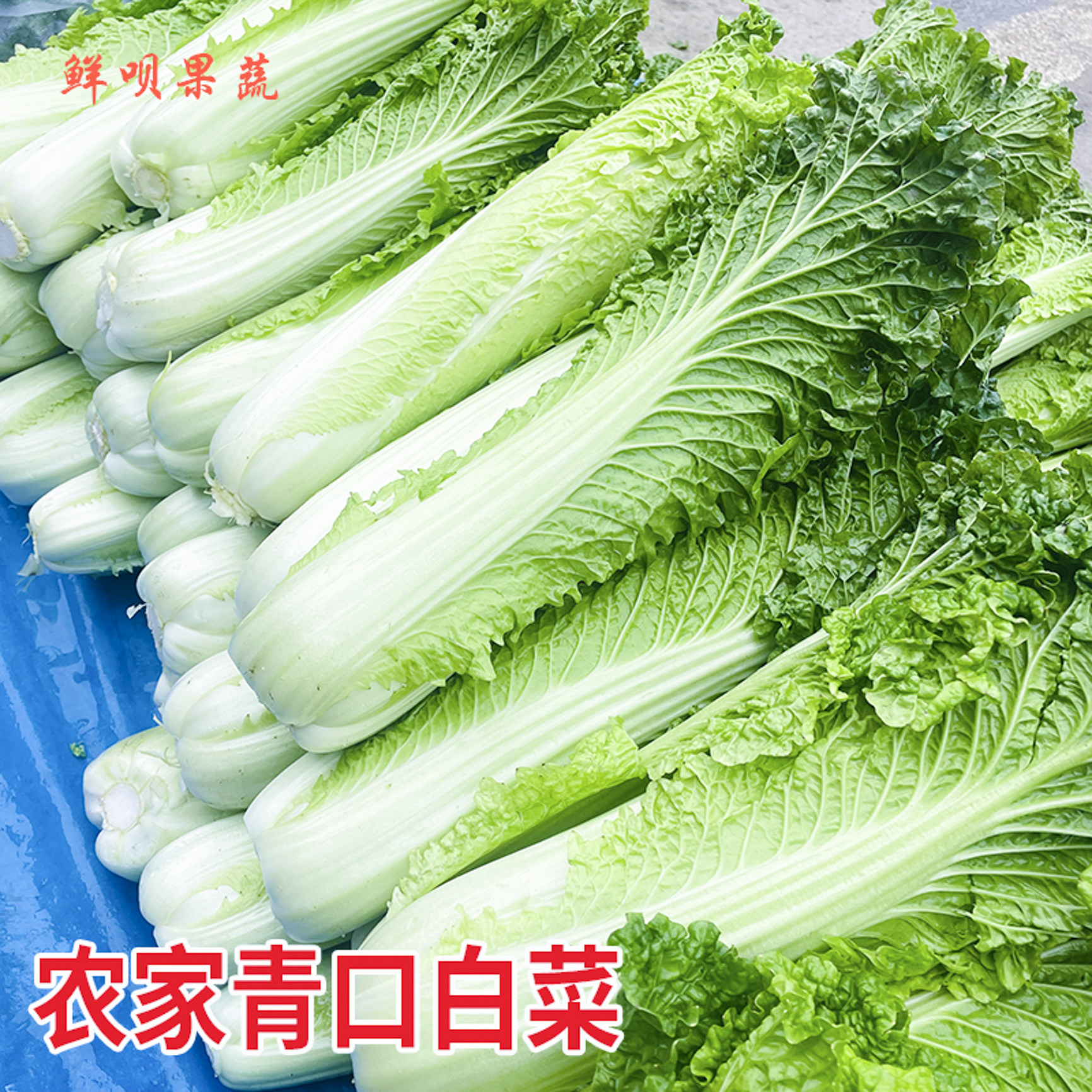 贵州青口白菜霜打大白菜农家种植麻叶菜香菜冬季减脂蔬菜秋绿