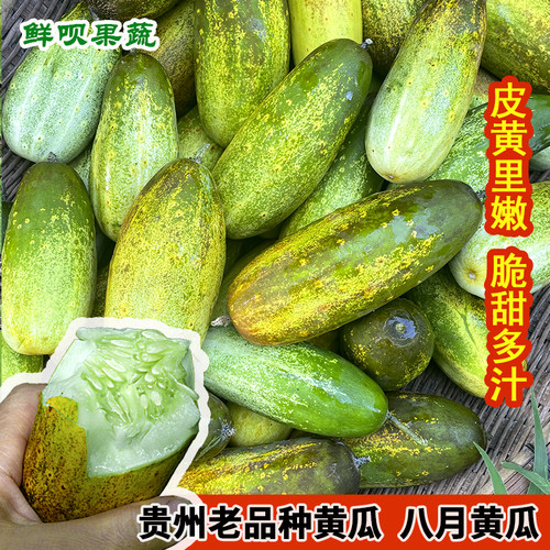 贵州老品种黄瓜皮黄里嫩脆甜爽口