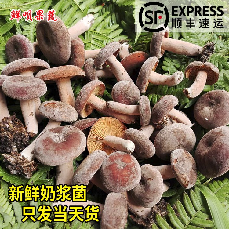 贵州新鲜奶浆菌野生蘑菇三九菇松乳菇乌枞菌丛树菇菌三把菇