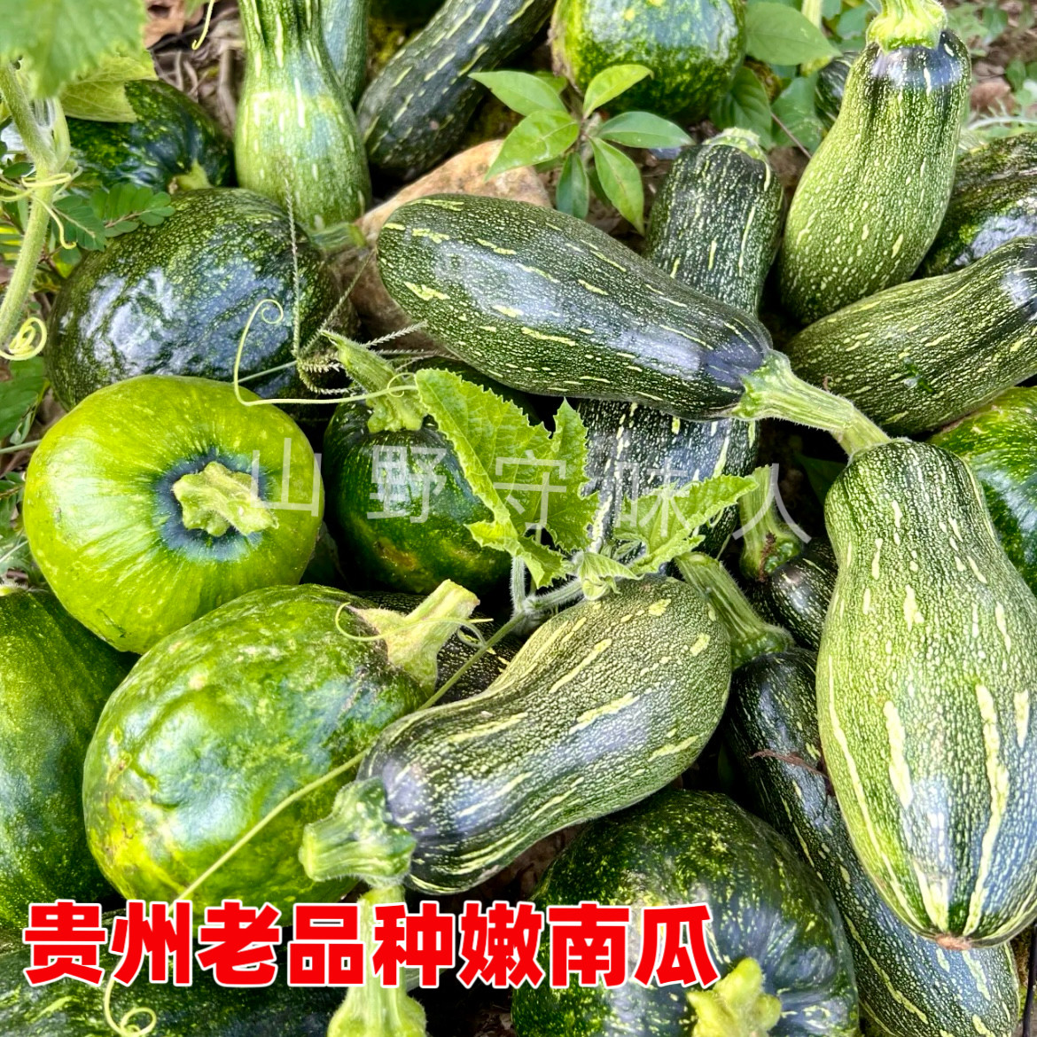 贵州嫩南瓜新鲜现摘农家长柄老品种当季蔬菜宝宝辅食中个更面更甜