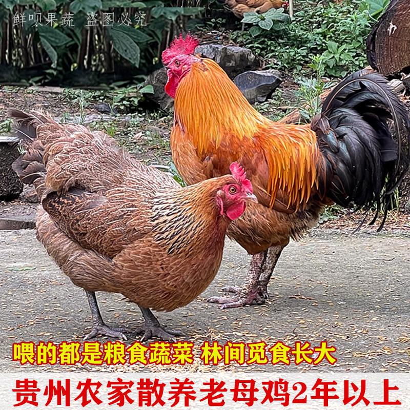 【买一只送一只】正宗贵州3年土母鸡孕妇走地鸡柴鸡贵州农家散养
