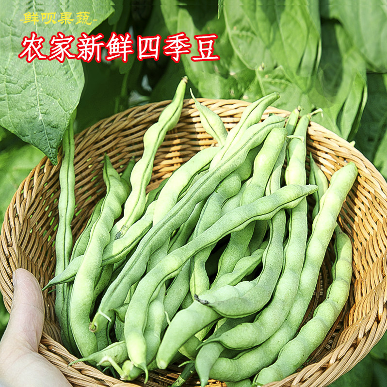 贵州四季豆新鲜芸豆无筋豆嫩刀棒扁豆角农家应季蔬菜3-5斤