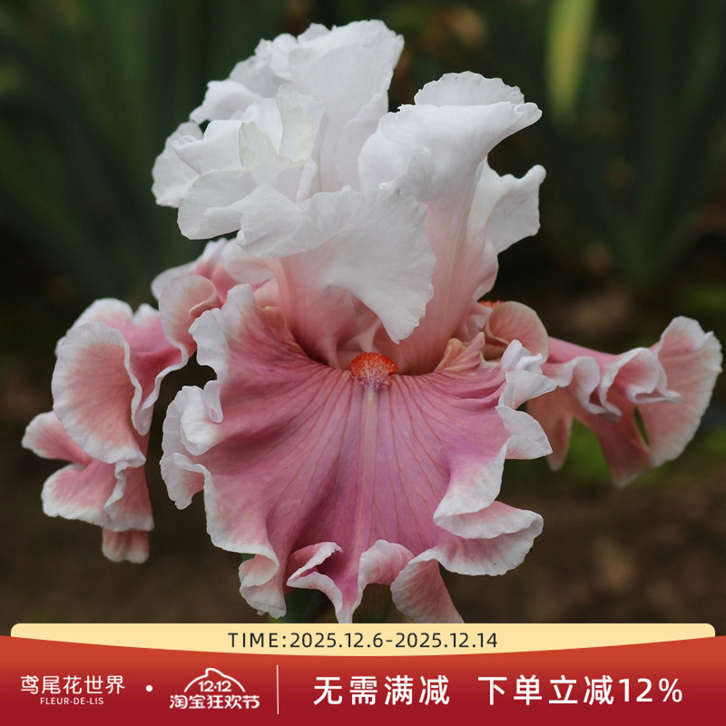 25年新品德国鸢尾首演秋日微风