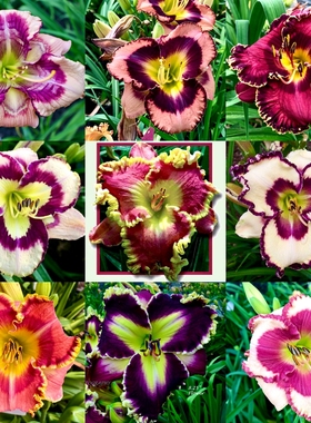 萱草花苗忘忧草盆栽多年生进口四季南北方耐寒耐热植物花卉苗耐旱