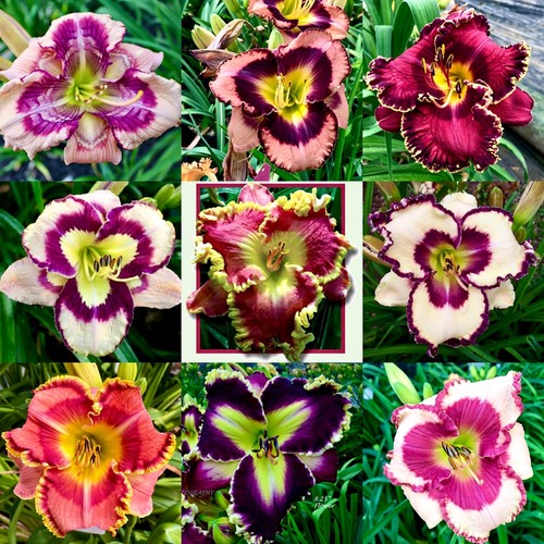 萱草花苗忘忧草盆栽多年生进口四季南北方耐寒耐热植物花卉苗耐旱