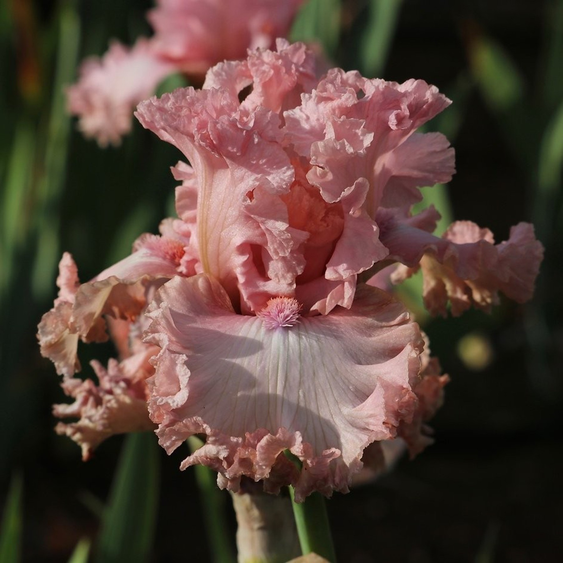 2026中美花园德国鸢尾花后侧新品花苗盆栽世界花园庭院别墅耐寒旱