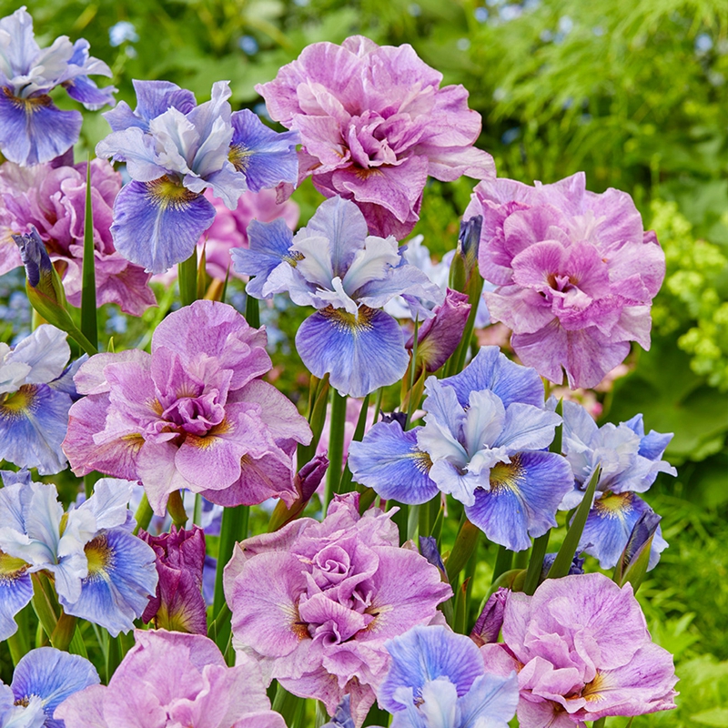 西伯利亚鸢尾花菖蒲世界苗春植花园庭院四季户外绿植宿根耐旱寒 鲜花速递/花卉仿真/绿植园艺 时令草本花卉 原图主图