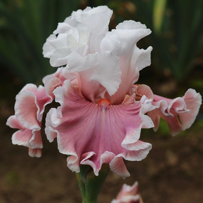 25年新品德国鸢尾首演秋日微风