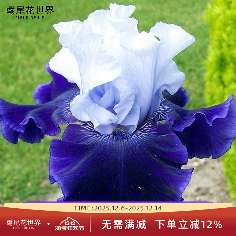 2025年秋季德国鸢尾新品首演爱普