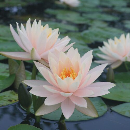 睡莲直播间专链