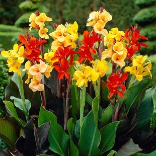 水培水生花卉美人蕉旱伞草水竹再力花黄菖蒲千屈菜苗池塘湿地植物