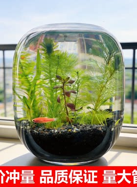 微缩型景观迷你斗鱼水草鱼缸造景易打理玻璃小学生科学小鱼生态瓶