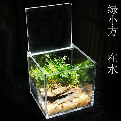 【新品绿小方】苔藓微景观生态雨林造景办公桌面植物成品室内盆栽