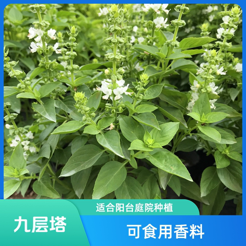 九层塔盆栽新鲜可食用潮汕金不换种苗擂茶罗勒叶子香料三杯鸡调味