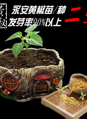包邮买二送永安黄椒种子