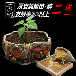 包邮买二送一永安黄椒种子黄椒苗 种地高产 神椒8号 魔鬼黄椒