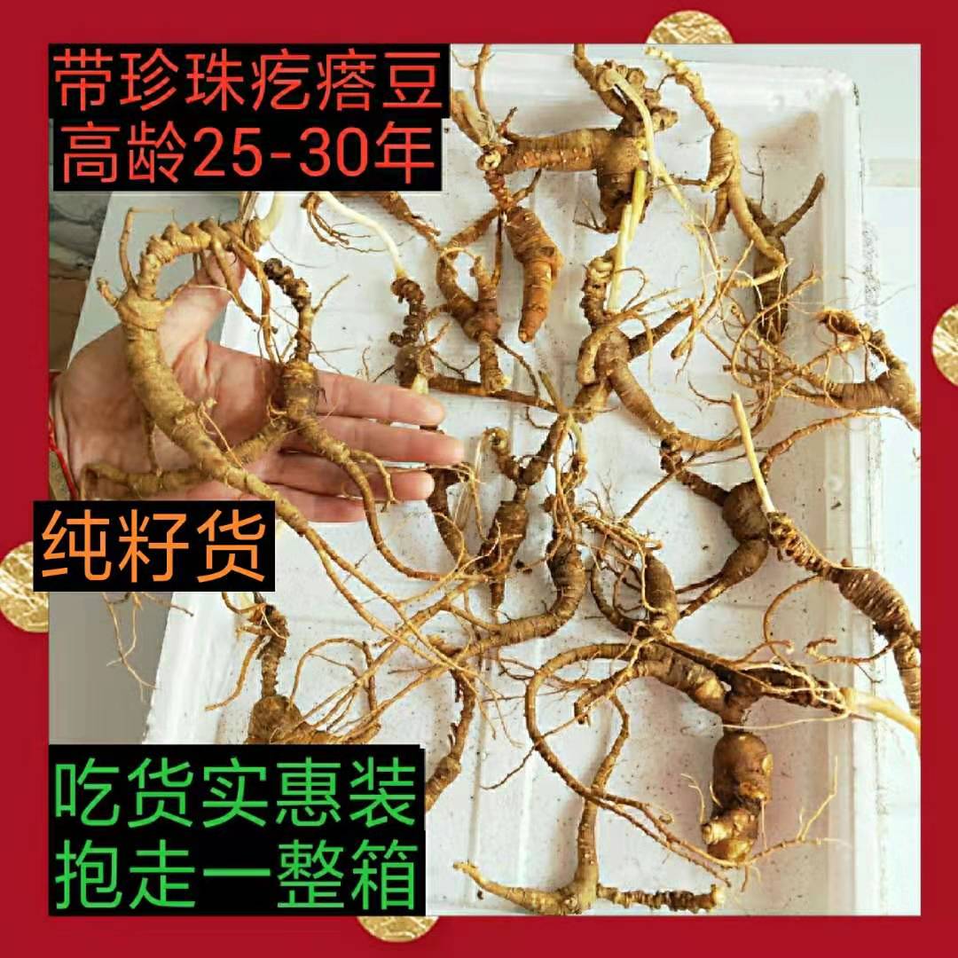 长白野山新鲜高龄林下老参2530年纯籽货老池底微残枝花锈吃货人参