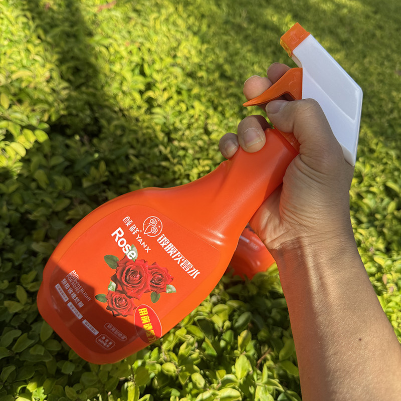 鲜花灰霉水玫瑰灰霉水灰霉病克星喷雾月季花长寿花鲜切花解决恢霉