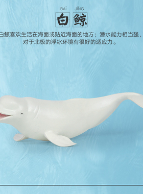 白鲸科教海洋生物岁儿童认知玩具仿真动物3模型6智力记忆力9益智