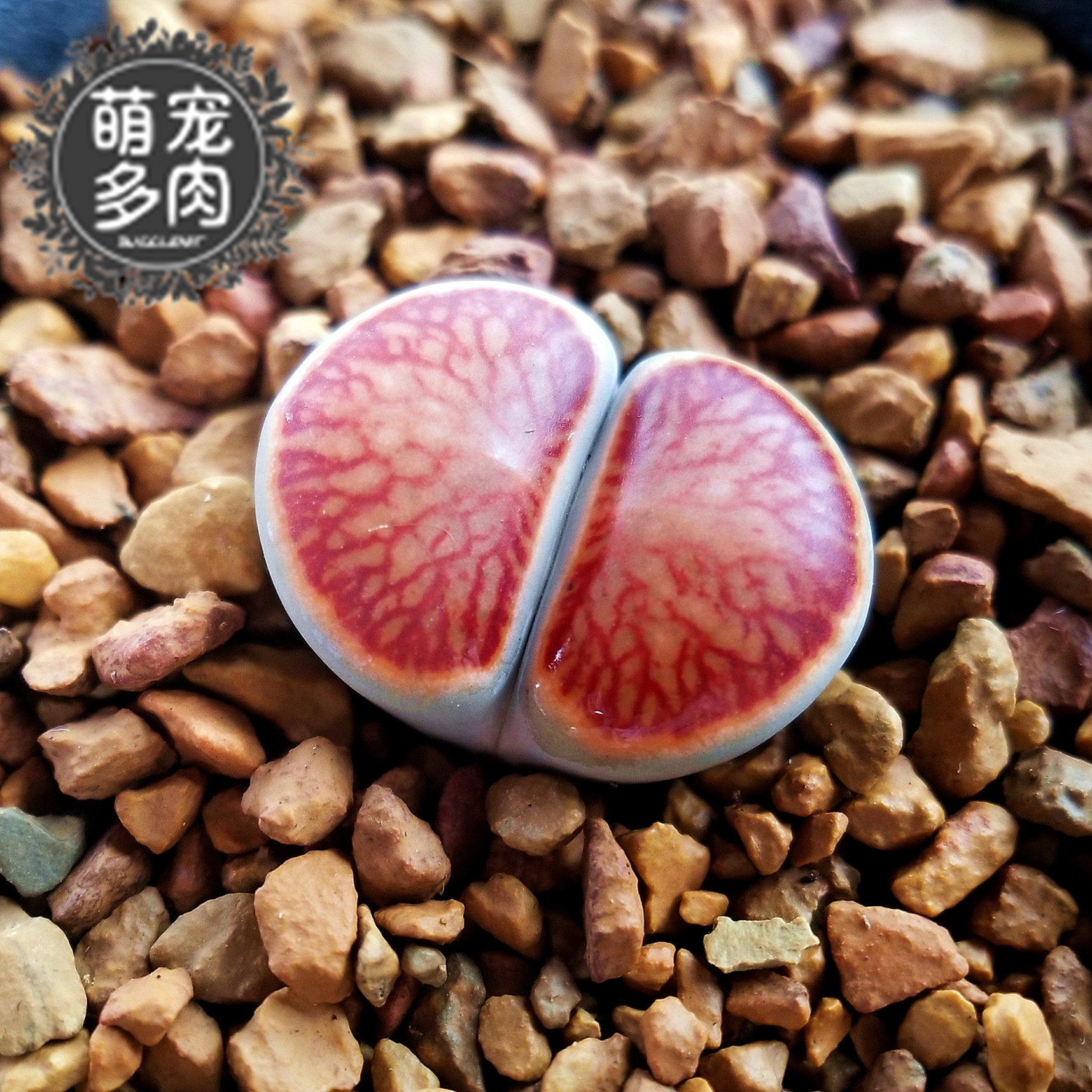 红窗菊 岛田种源菊纹章莲花纹菊化石贝壳菊章玉一物一拍 萌宠多肉