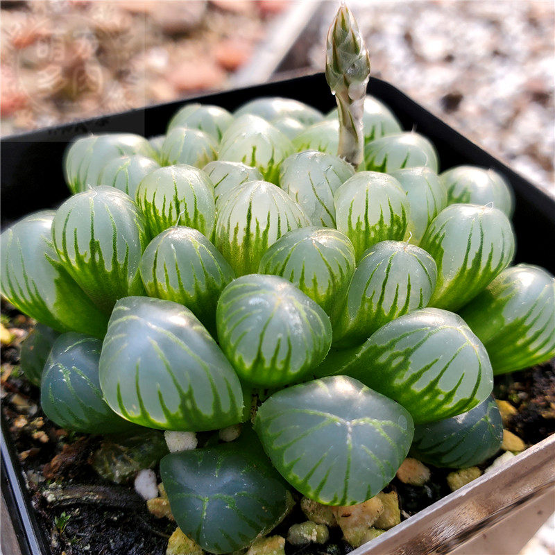 姬玉露 黑姬玉露 群生组合粉丝回馈价9.9元包邮十二卷 多肉植物
