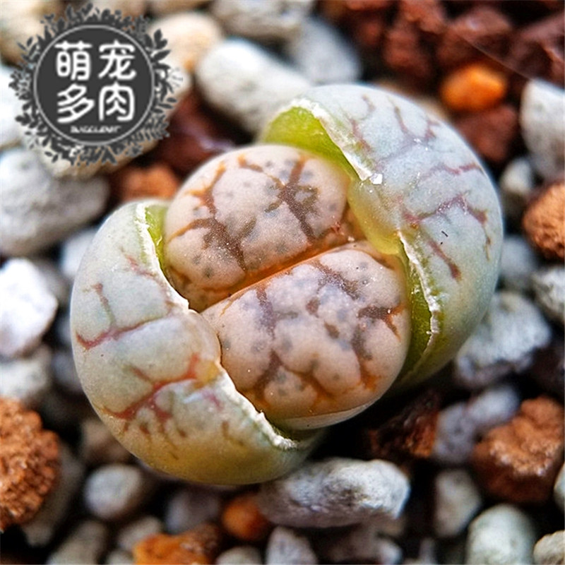 红纹云映优选生石花一物一拍多肉