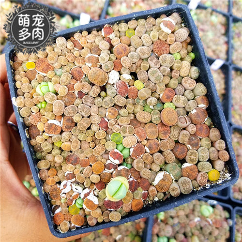 新品混合彩色整盆萌宠多肉屁股花