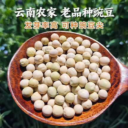 【发芽率高】农家老品种豌豆当豌豆种子可发豆芽 种豆尖豌豆2斤