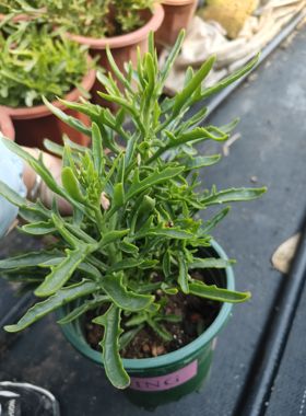 鹿角橙单长寿花老桩大盆罗比橘红色户外阳台盆栽类似长寿花