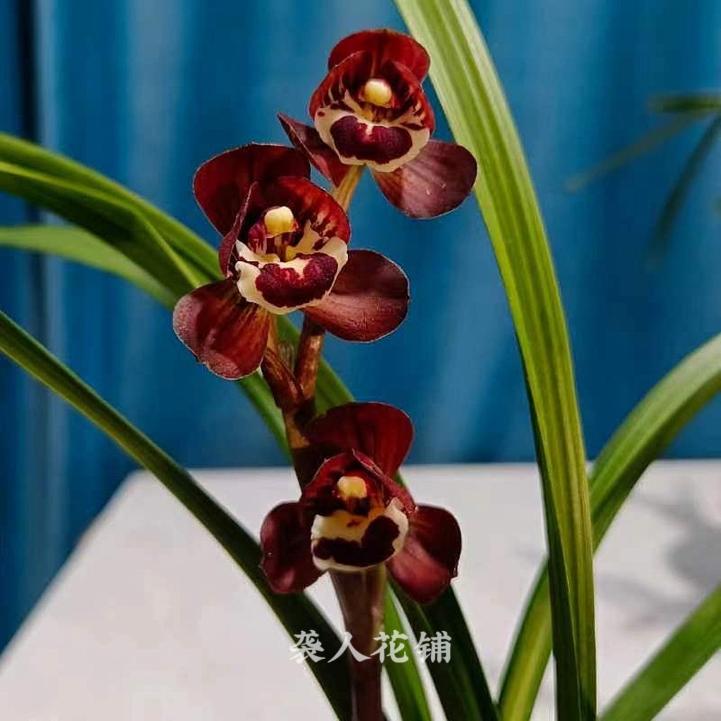 兰花苗春剑红尊宝鼎花苞浓香型名贵兰花室内客厅桌面好养绿植盆栽