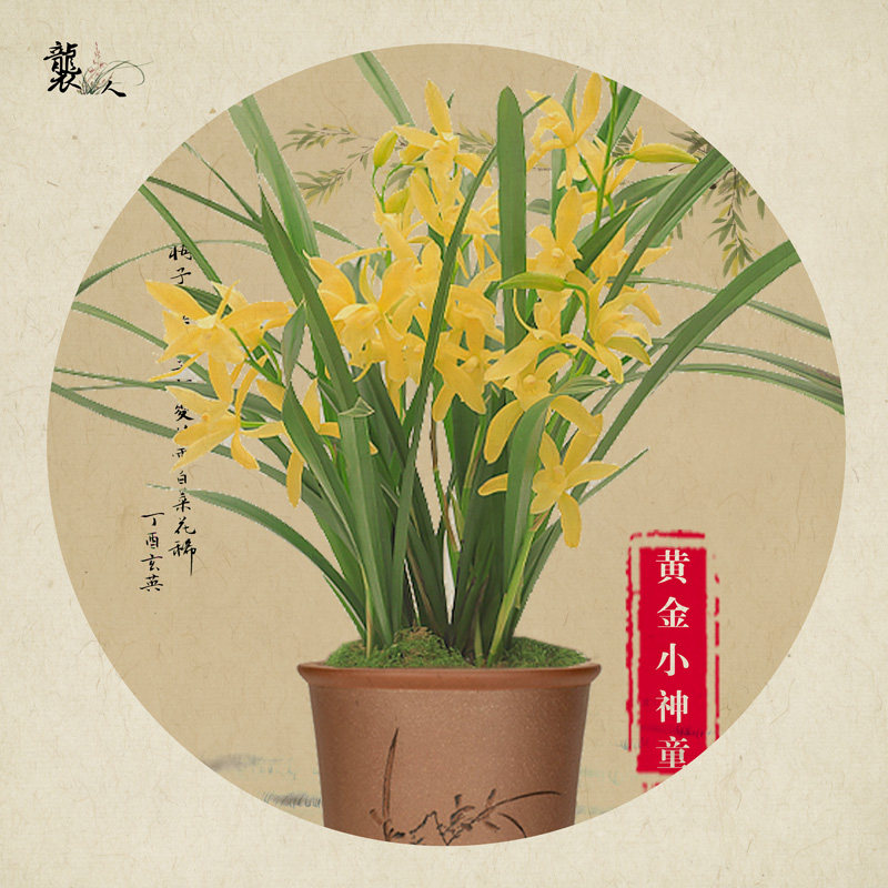 兰花四季室内基地直销