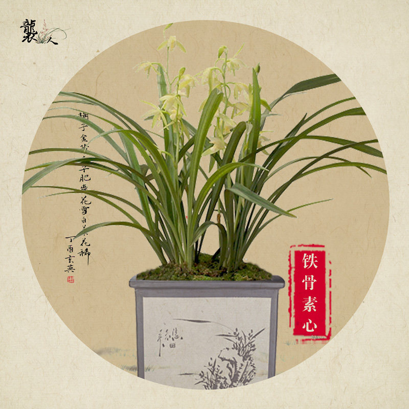 袭人 铁骨素心兰花建兰四季兰传统兰花苗开花浓香容易成活