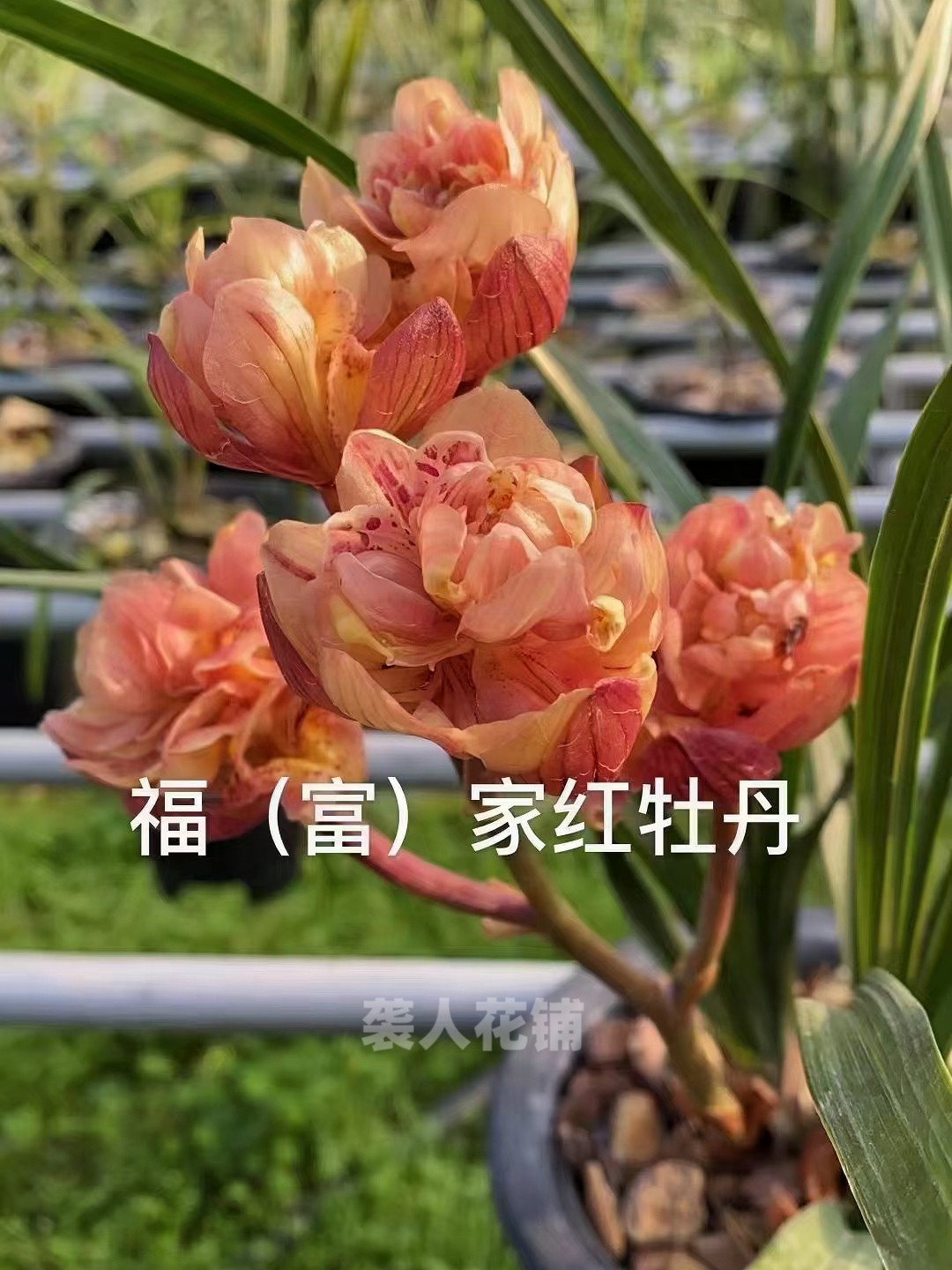 兰花名品兰花福家红牡丹牡丹浓香阳台客厅阳台好养绿植盆栽