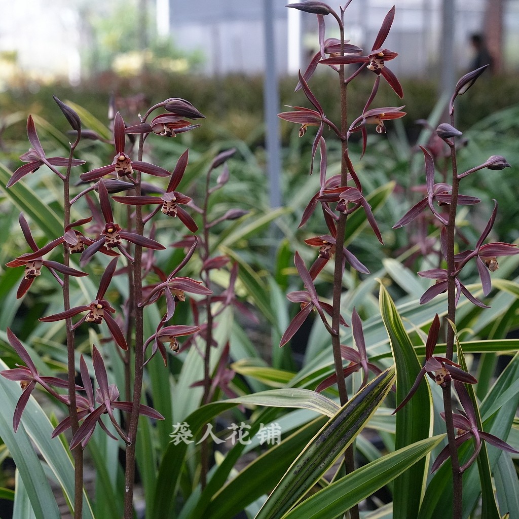 兰花苗金凤锦墨兰带浓香花苞金边线艺报岁兰室内客厅好养绿植盆栽