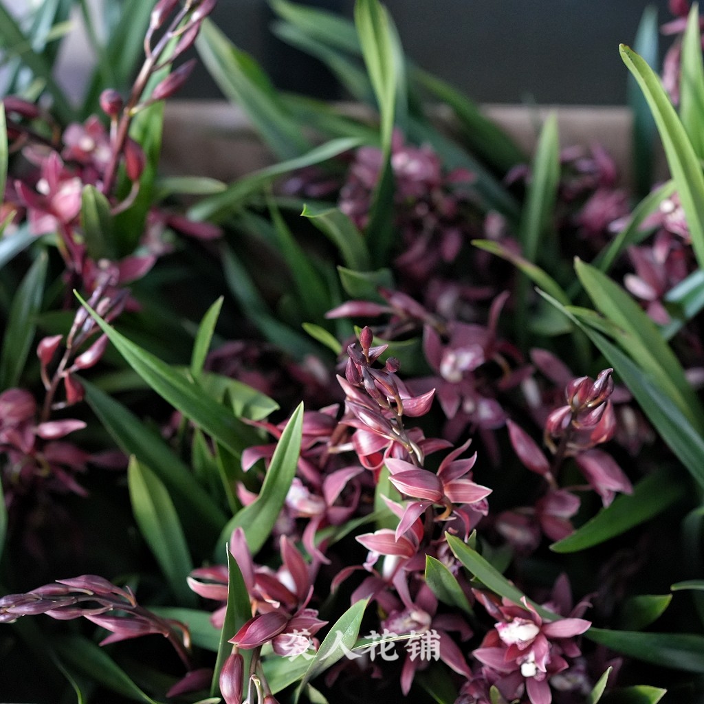 墨兰紫元素兰花苗大红花苞年宵花浓香好养植物盆栽现带花苞出售