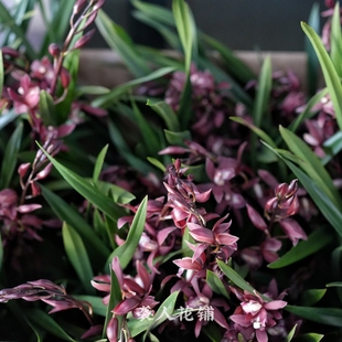 墨兰紫元素兰花苗大红花苞年宵花浓香好养植物盆栽现带花苞出售