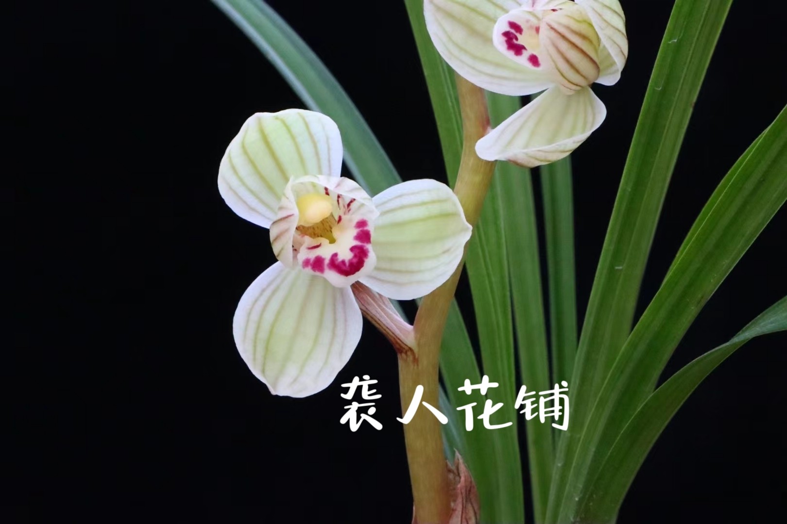 兰花苗川滇荷莲瓣兰带花苞发货盆栽浓香型原生老种室内好养绿植