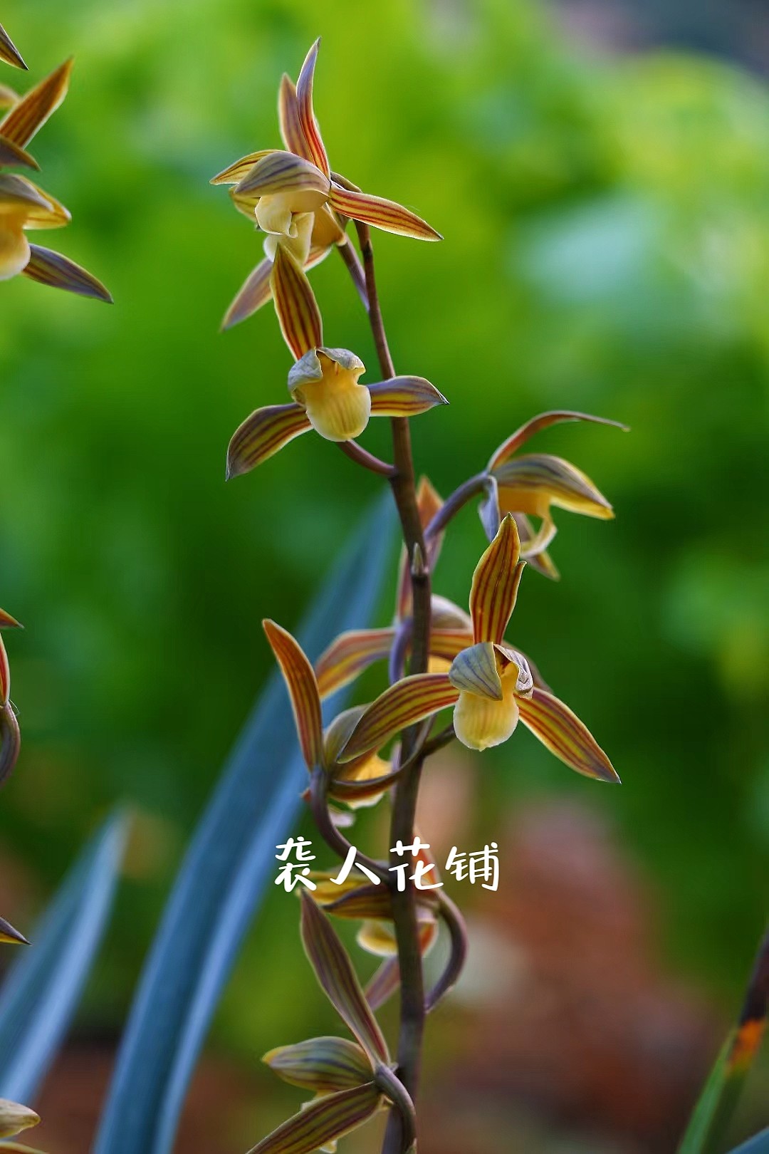 兰花苗墨兰双美人瑶台碧月红婵冷血黑珍珠带花苞发货浓香绿植盆栽