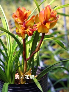 兰花苗橘红奇春兰带花苞发货浓香型名贵兰花盆栽室内好养绿植花卉