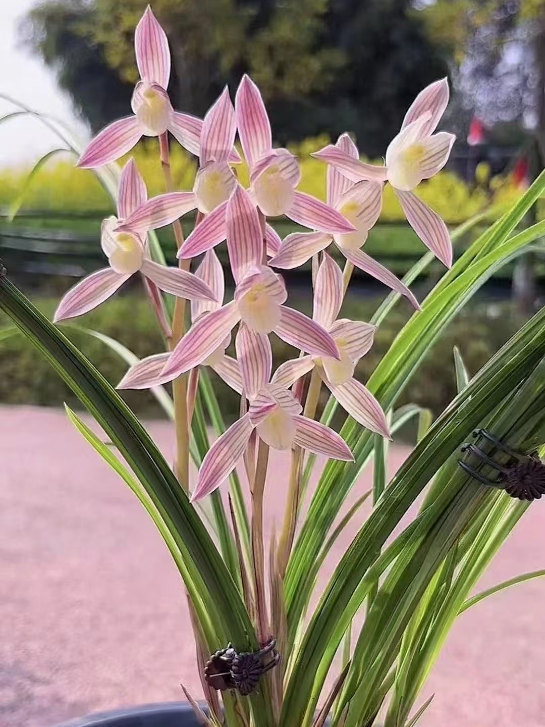 兰花苗人面桃花莲瓣兰带花苞发货盆栽浓香型室内好养易活绿植花卉