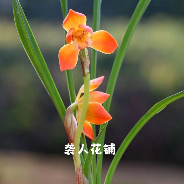 兰花苗春兰朱金转色带花苞发货浓香型名贵室内兰花盆栽好养绿植