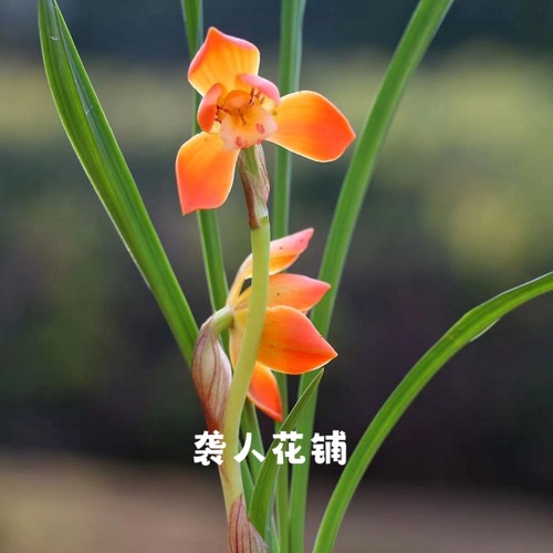 兰花苗春兰朱金转色带花苞发货浓香型名贵室内兰花盆栽好养绿植