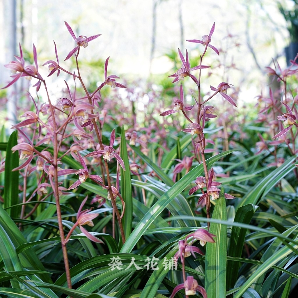 兰花苗阳明锦墨兰带花苞浓香型红花报岁兰好养易活室内盆栽植物