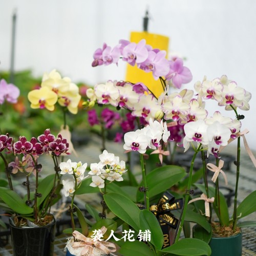 兰花蝴蝶兰年宵花苗带花苞客厅阳台室内植物四季开花绿植盆栽花卉