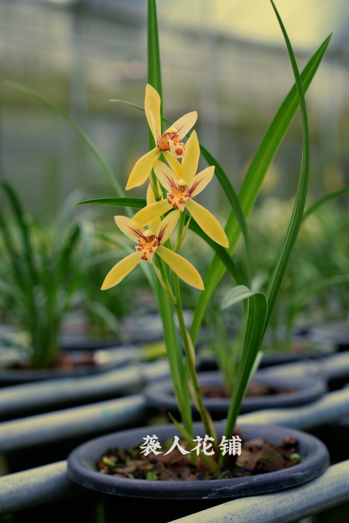 兰花苗转色仙子带花苞发货浓香盆栽植物细叶寒兰名贵品种室内绿植