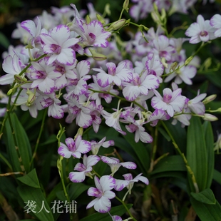 兰花盆栽秋石斛泼墨石斛带花苞四季洋兰易养护室内绿植花卉