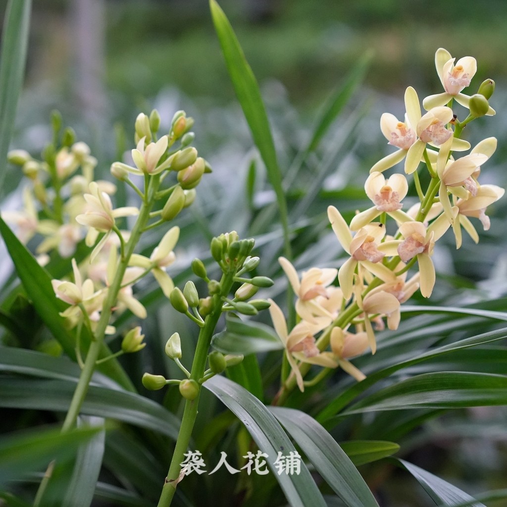 日本香兰精品兰花苗大花蕙兰迷你