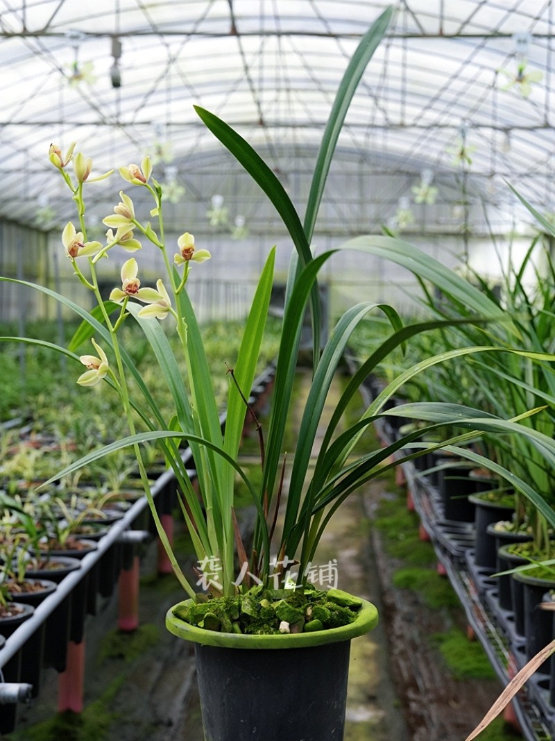 袭人 兰花苗夏皇梅建兰四季兰梅瓣铭品夏带浓香花苞绿植花卉盆栽