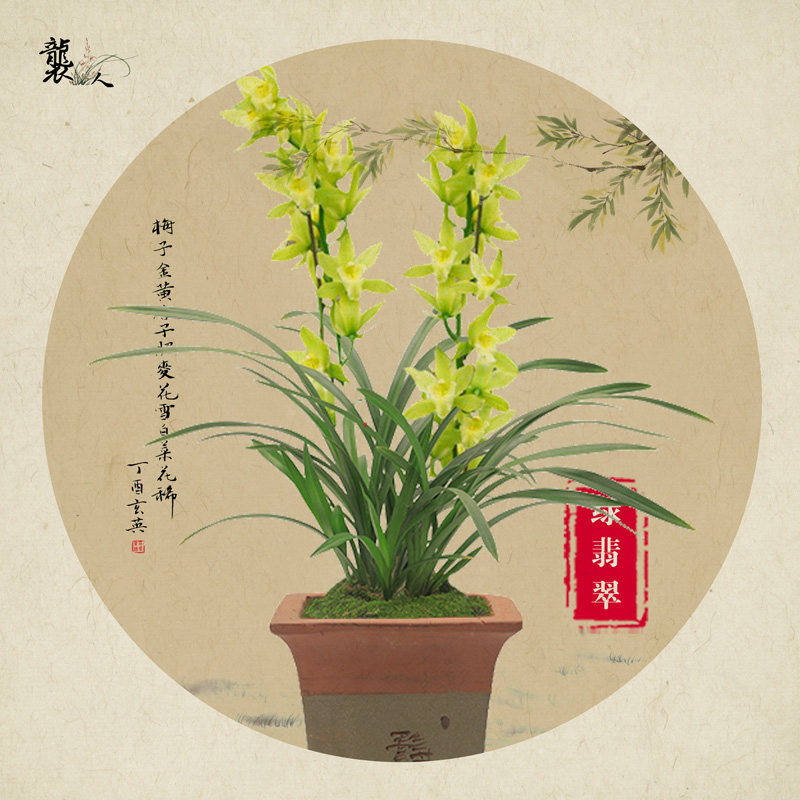 袭人 绿翡翠墨兰兰花苗年宵花冬带浓香花苞出售好养花卉盆栽绿植